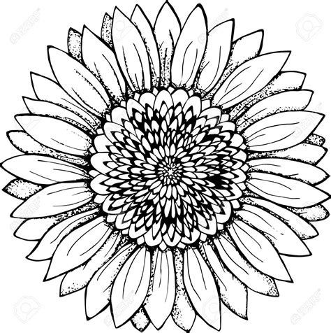 Sunflower Clipart Black And White 10 Free Cliparts Download Images On