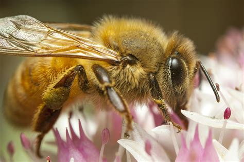 Bee Sting in Horses - Symptoms, Causes, Diagnosis, Treatment, Recovery ...