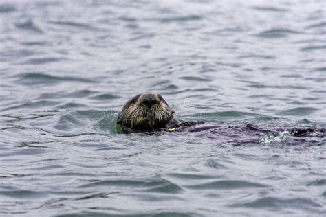 Adorable Pacific Sea Otter Swimming, Diving, Eating Clams and Mollusks ...