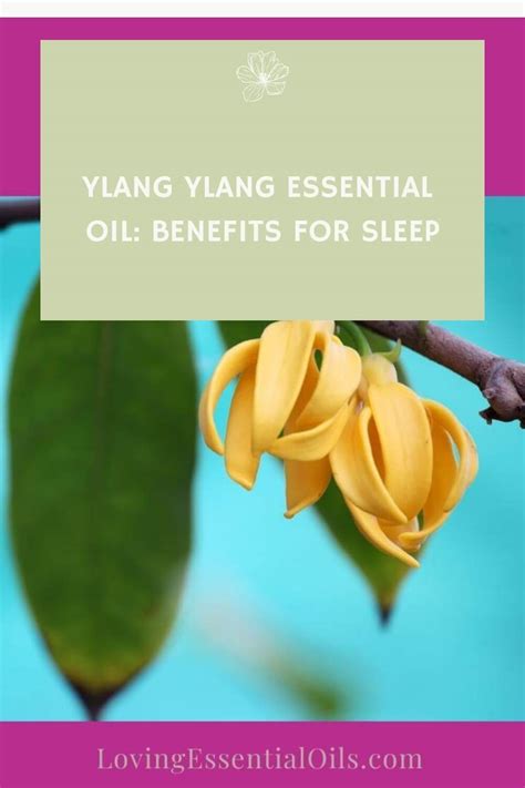 Does Ylang Ylang Help You Sleep Essential Oil Benefits Loving