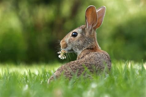 Tout Connaitre De L Habitat Du Lapin Le Meilleur Pour Mon Lapin