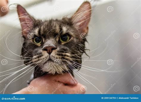 Maine Coon Bathing and Cleaning in Grooming Salon Stock Image - Image ...