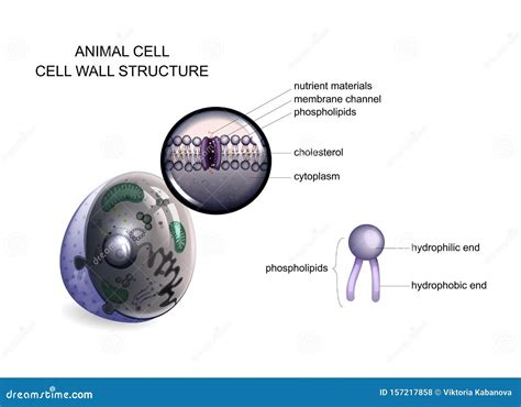 Animal Cell. Cell Wall Structure Stock Vector - Illustration of ...