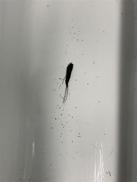 Weird looking larva with a feathery tail? : r/whatsthisbug