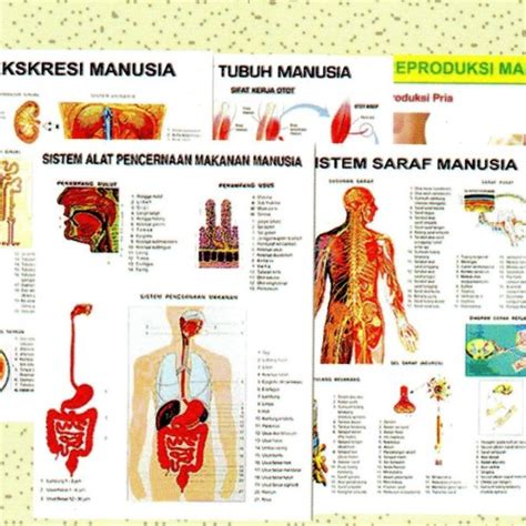 Jual Carta Otot Manusia Jakarta Pusat Alfa Lab Tokopedia