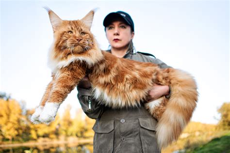 Mom Helping Her Maine Coon Stretch Shows Just How Big He Is Parade Pets