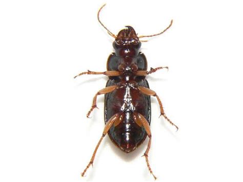 ウスアカクロゴモクムシ 昆虫研究所