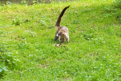 South American Coati, Nasua Nasua, in the Nature Habitat. Animal from Tropic Forest. Wildlife ...