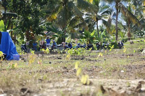 6 5 Hektar Lahan Perkebunan Kakao Di Desa Kasumeeto Kolaka Utara Di