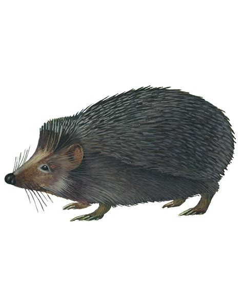Обыкновенный еж – Erinaceus europaeus « Красная книга Томской области ...