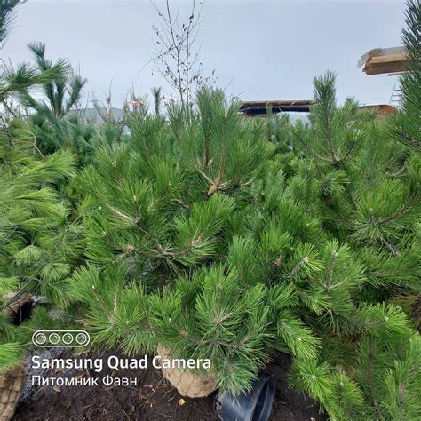 Сосна Крымская купить в СПб.