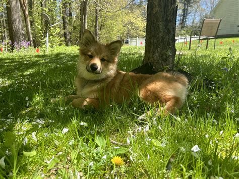 Panzer Loves Spring Rshiba