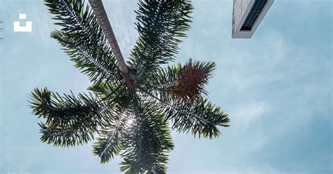 Foto Una Palmera En Un Techo Imagen Azul Gratis En Unsplash