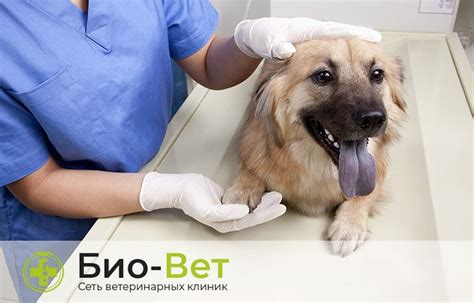 Почечная недостаточность у собак | БиоВет