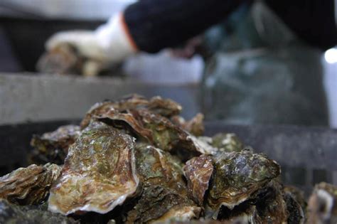 Cholet Ne jetez plus vos coquilles dhuîtres recyclez les Angers