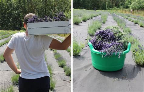11 советов по правильному выращиванию лаванды - Советы для тебя