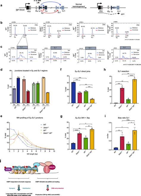 Shld Deficiency And Long Dna End Resection Leads To Unbiased