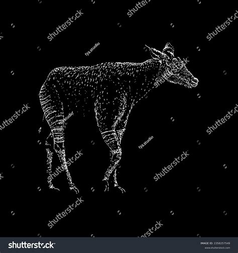 okapi hand drawing vector isolated on black - Royalty Free Stock Vector ...