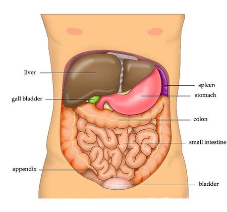 Quadrants Of Abdomen And Contents