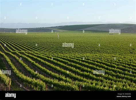 California Central Valley Vineyard In Spring San Luis Obispo County