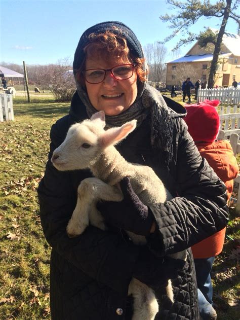 spicy lamb farm peninsula ohio lamb animals ohio