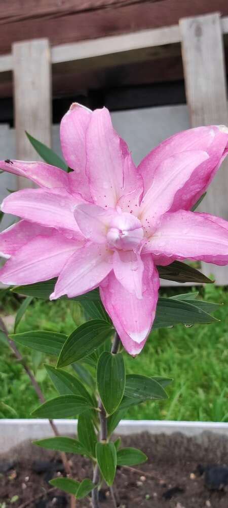 Лилия Лотус Куин (Lilium Lotus Queen) купить луковицы в Москве по ...