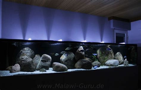 Liter Nonmbuna Aquarium Malawisee Malawi Guru