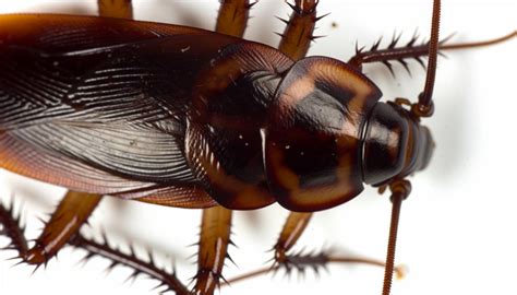 Cockroach Species Found In The UK