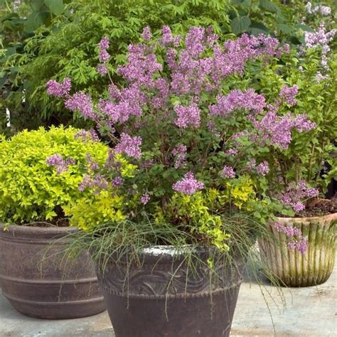 Best Shrubs For Containers Best Container Gardening Plants