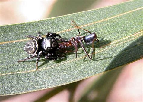 Insects As Prey