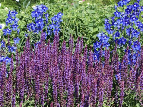 Сальвия Шалфей дубравная Остфрисланд Salvia nemerosa Ostfriesland ...
