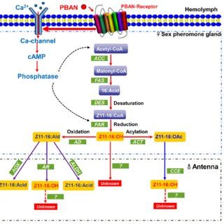 PDF A Reference Gene Set For Sex Pheromone Biosynthesis And Degradation Genes From The