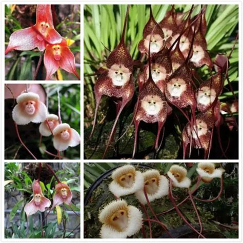 20PCS Dracula Simia Bonsai Seeds Monkey Face Orchid Flower Seeds