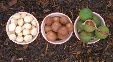 Benefits of Macadamia Nuts - Benefits Of
