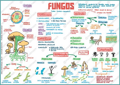 Reino Fungi Mapa Mental - 6
