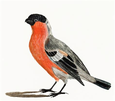 A Bullfinch By Johan Teyler 1648 1709 Painting By Arpina Shop Fine