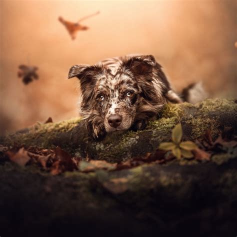 512x512 Resolution Cute Dog Hd 512x512 Resolution Wallpaper