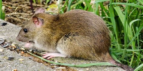 Comment Loigner Naturellement Les Rats De Votre Jardin En Cas De