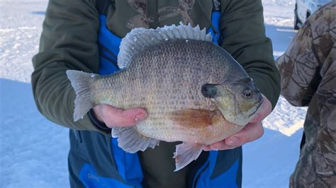 Big Stone Lake Ice And Fishing Report For Early March Perch And