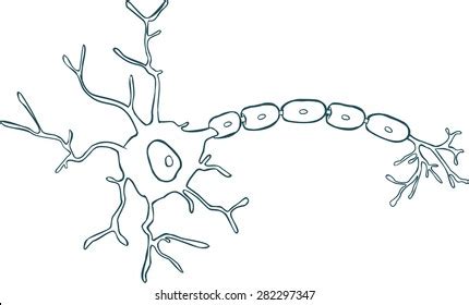 Blank Neuron Diagram