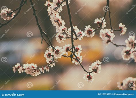 杏树花开 库存图片 图片 包括有 颜色 新鲜 开花的 宏指令 生长 庭院 植物群 国界的 213625365