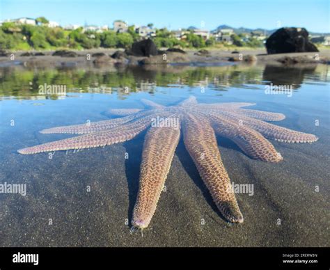 Beautiful Large Starfish In Shallow Waters At Oakura Beach In Taranaki
