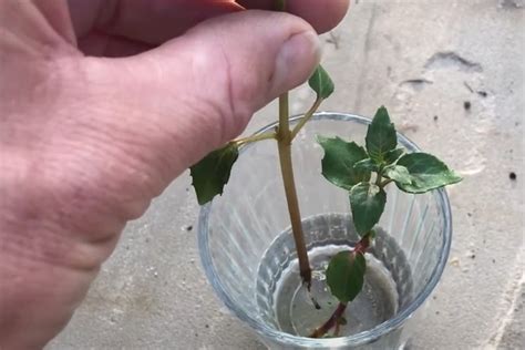 Bouturer un fuchsia dans l eau Tuto facile vidéo à l appui