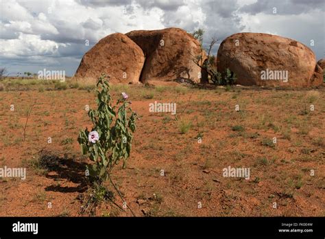 Granite boulders formed millions of years ago in the Devils Marbles ...
