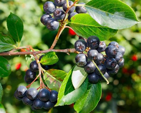 Купить Рябина черноплодная "Рубино" с доставкой по Минску и Беларуси ...