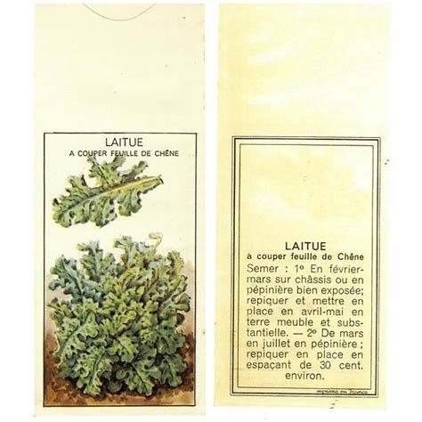 Laitue Couper Feuille De Ch Ne Blonde Graine Noire