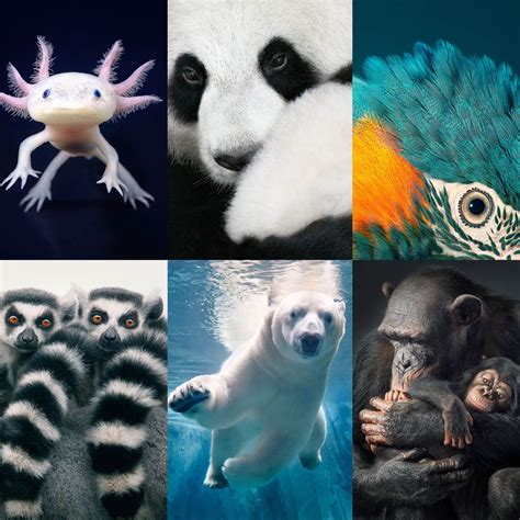 Endangered Species Of Animals In The World
