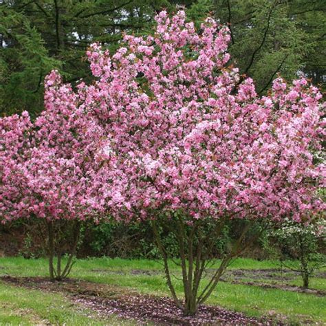 Яблоня Rudolph