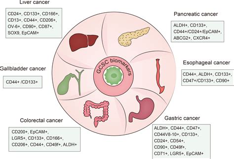 Frontiers | Current understanding of cancer stem cells: Immune evasion