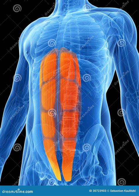 Abs Cartoons, Illustrations & Vector Stock Images - 7992 Pictures to
